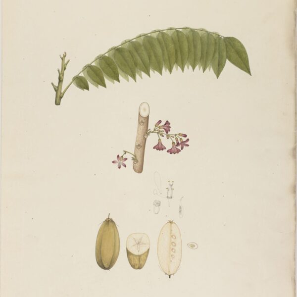 Averrhoa bilimbi